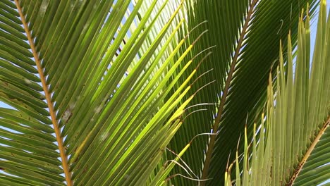 Palm-Trees-in-Breeze-4