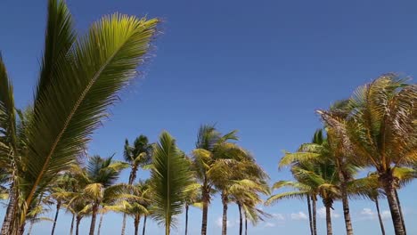 Palmen-Und-Blauer-Himmel