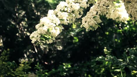 The-Corner-of-the-Garden