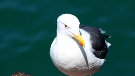 Primer-plano,-seagul