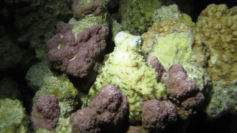 Octopus-Hiding-in-Coral