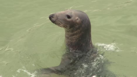 Wild-Grey-Seal