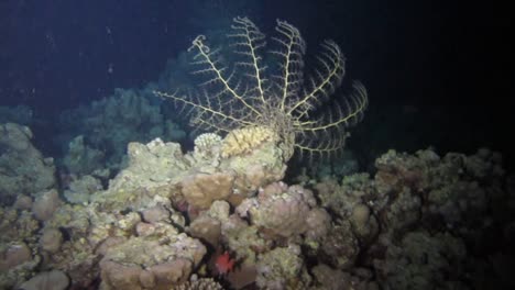 Lebende-Pflanze-Am-Korallenriff