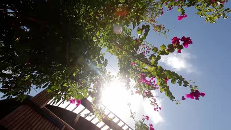 Crane-Shot-of-Sunlight-on-Leaves