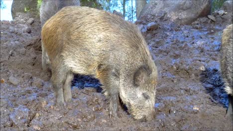 Verracos-cavando-en-el-barro