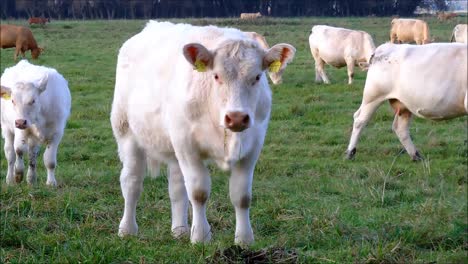 Interested-Cows