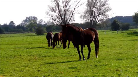 Caballos-en-campo