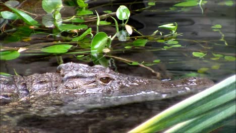Crocodile-in-Water