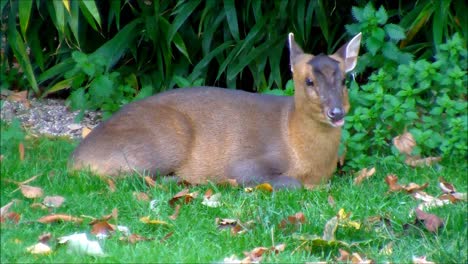 Chewing-Muntjac