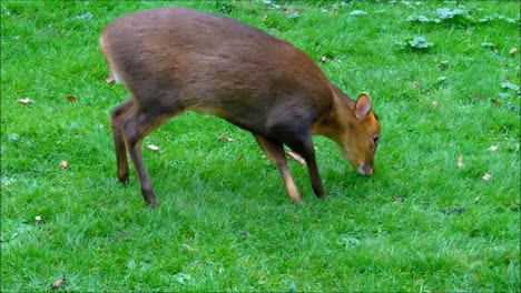 Muntjac-Grazing