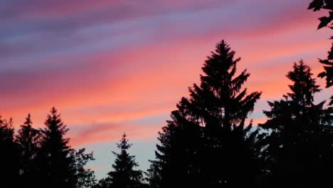 Timelapse-al-atardecer-sobre-pinos