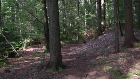 Wald-Steadycam-Aufnahme