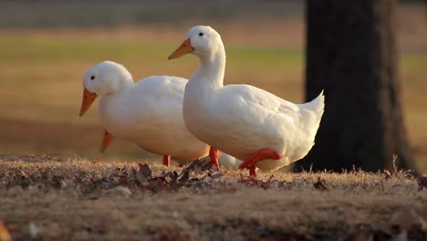 3-Weiße-Campbell-Enten-Suchen-(Sequenz)