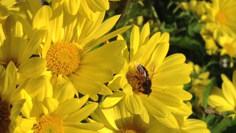 Biene-Bestäubt-Und-Eine-Neugierige-Ameise