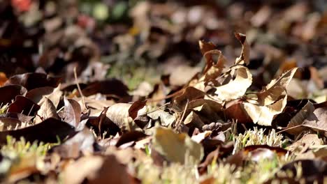 Herbstlaub-Am-Boden-(Rack-Fokus)