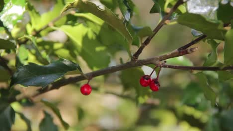 Beeren-An-Einem-Busch