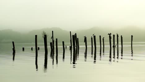 Birds-on-Posts