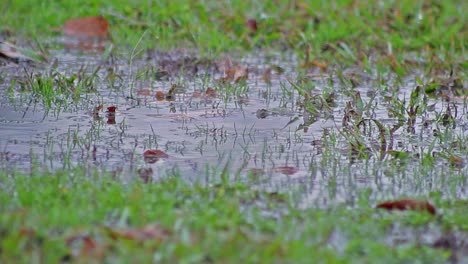 öde-Verlassene-Parkpfütze