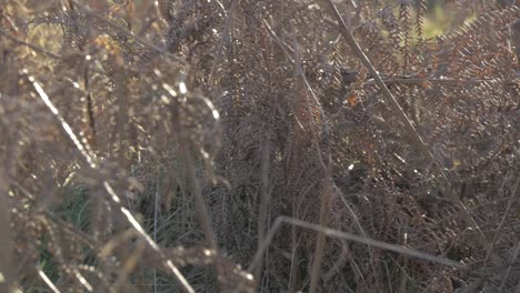 Dead-Bracken-Panning-Shot