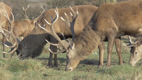 Rehe-Grasen-Hintereinander