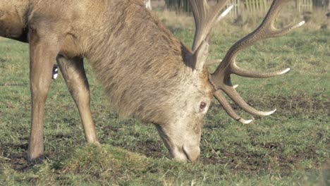 Deer-Grazing