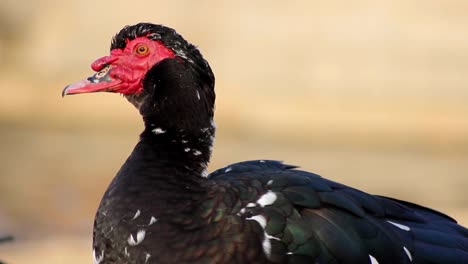 Pato-Muscovy-(primer-plano)