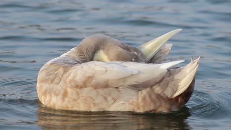 Enten-Putzt-Auf-Dem-Wasser