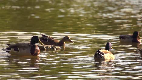 Enten-In-Einem-Teich-In-Superzeitlupe