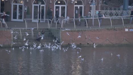 Feeding-Birds-by-the-River