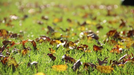 Fall-Leaves-Tracking-Shot