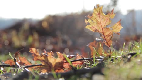 Gefallenes-Blatt-Im-Gras