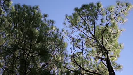 Looking-Up-at-Pine-Trees