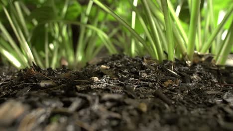 Midnight-Garden-Time-Lapse