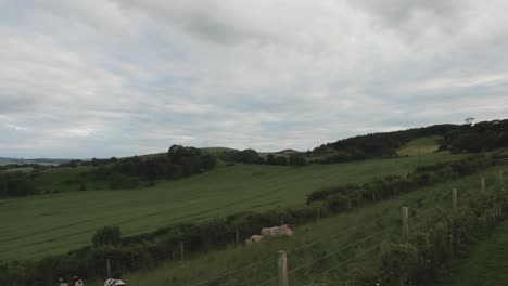 Timelaspe-of-Sheep-Eating-Grass