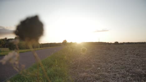 Flor-silvestre-en-puesta-de-sol