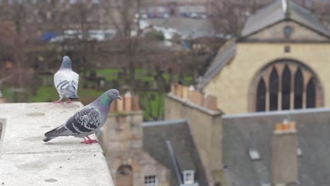 Palomas-mirando-por-encima-de-Edimburgo