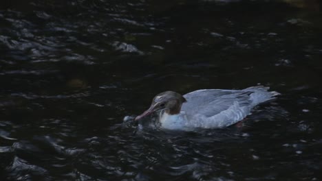 Weibliche-Gänsesägerfütterung