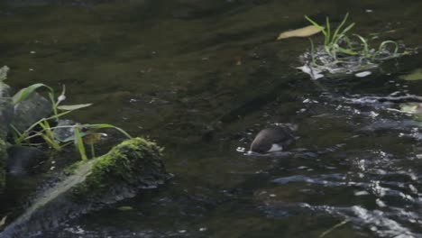 Wasseramseln-Füttern-An-Einem-Fluss