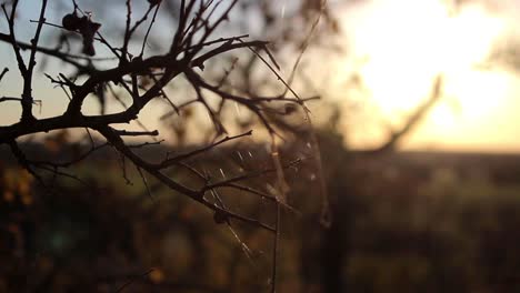 Telaraña-en-una-rama-al-atardecer