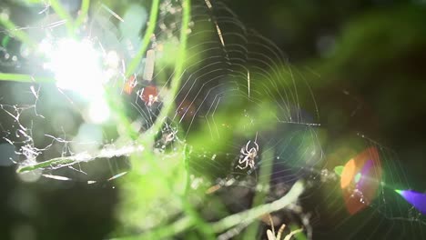 Spinne-Und-Fliege-In-Superzeitlupe