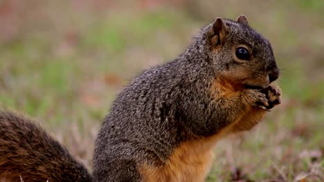 Squirrel-Explores-and-Eats-(Close)