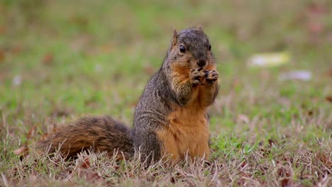 Squirrel-Explores-and-Eats-(Medium)