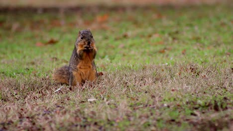 Squirrel-Explores-and-Eats-(Wide)