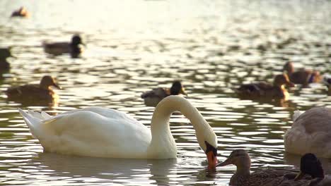 Weißer-Schwan-In-Superzeitlupe