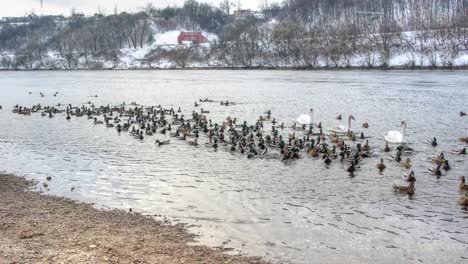 Ducks-&-Swans-Timelapse