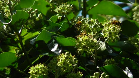 Bienen-Auf-Blumen-2