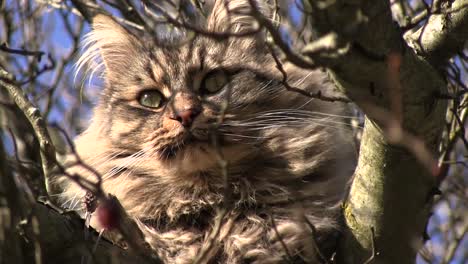 Tabby-Cat-in-a-Tree