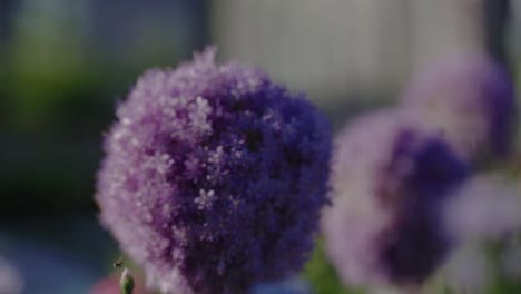 Blumen-Mit-Bienen-Makro