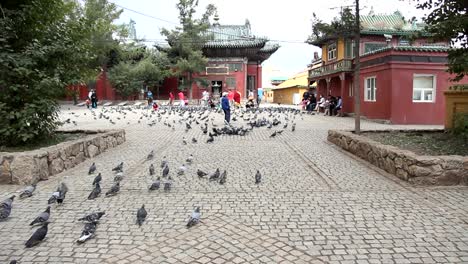 Pigeons-in-Mongolia
