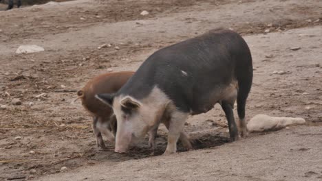 Schwein-Mit-Jungen